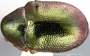 Media type: image;   Entomology 9484 Aspect: habitus dorsal view